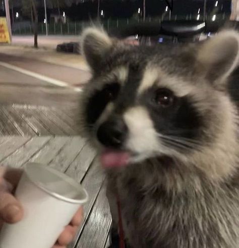 it's a racoon (not mine just using for pinterest buisness account) Raccoon In Nature, Raccoons Aesthetic, Racoon Fursona, Russian Raccoon, Wizard Raccoon, Racoon Pfp, Racoon Aesthetic, Raccoon Fursona, Racoon Pictures