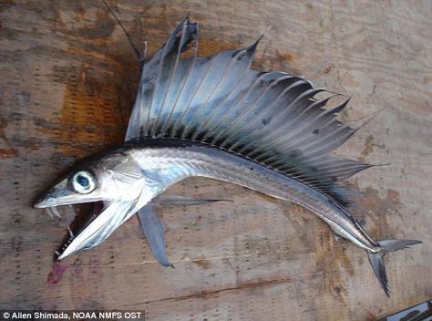 An extremely rare lancet fish...x Creepy Fish, Scary Fish, Fish Fin, Rare Fish, Salt Water Fish, Deep Sea Creatures, Cool Fish, Nags Head, Water Animals