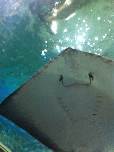 This is the underbelly of a stingray. It appears to be smiling however its eyes are situated on its dorsal side. I like the position of the stingray and the light coming from behind it. It really accentuates the detail for the viewer Stingray Smile, Stingray Wallpaper, Sting Rays, Aquarium Pictures, Manta Rays, Water Animals, Aquatic Animals, Ocean Vibes, Manta Ray