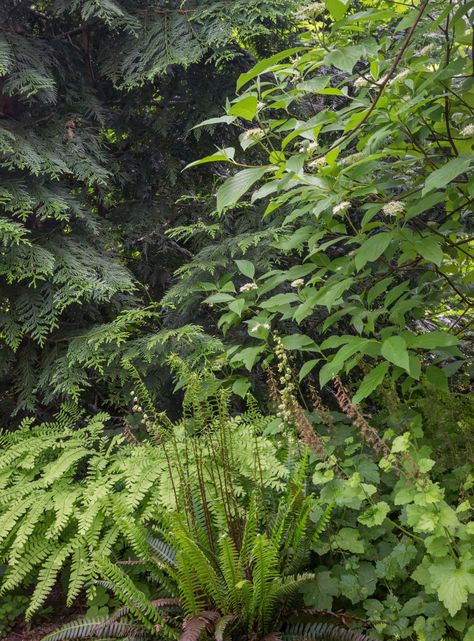 Pacific Northwest Native Plant Profile: Deer Fern (Blechnum spicant) | Real Gardens Grow Natives Deer Fern, Pnw Garden, Low Maintenance Landscaping Front Yard, Pacific Northwest Garden, Native Plant Landscape, Northwest Garden, Northwest Landscaping, Native Plant Gardening, Patio Inspiration