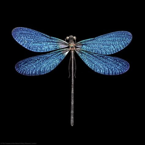 Blue Insects, Insects Dragonfly, Blue Damselfly, Dragonfly Close Up, Dragonfly Artwork, Dragonfly Images, Dragonfly Photography, Dragonfly Photos, Dragonfly Tattoo Design