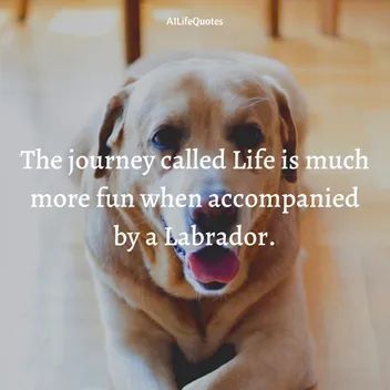 Labrador Retriever, Dog, Labrador Retriever memes,  labrador life, labrador retriever puppies, labrador  retriever of the day, labrador girl Labrador Retriever Quotes, Labrador Quotes, Labrador Funny, Hd Quotes, Black Labrador, Best Love, Hd Images, The Journey, More Fun