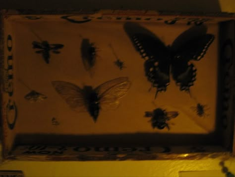 Pinned Bugs Aesthetic, Dark Bug Aesthetic, Bug Collector Aesthetic, Cicada Aesthetic, Vulture Culture Aesthetic, Wasp Aesthetic, Entomology Aesthetic, Pinned Butterfly, Devils Carnival