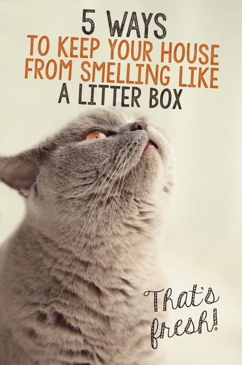 Diy Cat Treats, Cat Condos, Katt Grejer, Kat Diy, Sitting On The Couch, Pet People, Helpful Things, Cat Hacks, Cat Info