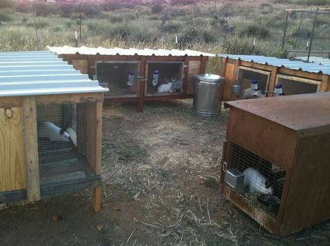 Chicken Grow Out Pen, Rabbit Husbandry, Backyard Bunnies, Rabbit Keeping, Rabbit Enclosures, Raising Rabbits For Meat, Outdoor Rabbit Hutch, Rabbit Enclosure, Backyard Animals