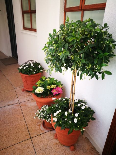 Beautiful Star Jasmine with White Sun Inpatients planted in pots Orange Jasmine, Jasmine Plant, Container Gardening Ideas, Star Jasmine, Pot Plants, Landscape Ideas, Plant Pot, Outdoor Ideas, Gardening Ideas