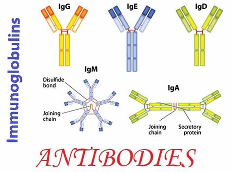 What is the function of immunoglobulin. What are types of immunoglobulin. Immunoglobulin test uses. Causes, symptoms & therapy for immunoglobulin deficiency Complement System, B Cell, Gene Therapy, Heavy And Light, Immune Response, Respiratory, Breast Milk, Google Search, Quick Saves