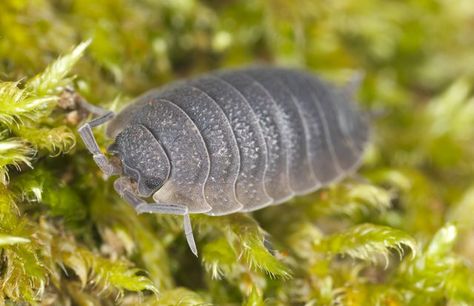 Rolly-pollies, also known as pill bugs, are small purplish-gray creatures that roll into a ball when they feel threatened. They are crustaceans, more closely related to lobsters... How To Get Rid Of Roly-poly‘s, Pill Bugs, Rolly Polly, Woodlice, Pill Bug, Outdoor Trash Cans, Bug Killer, Garden Bugs, Healthy Lawn