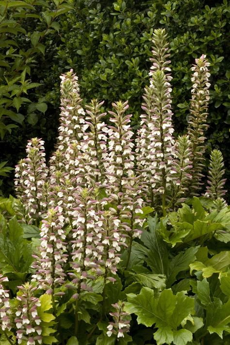 Oak Leaf Acanthus Acanthus mollis 'Oak Leaf' Eye-catching structural element for partially shaded borders or background plantings. Grow for the large, lustrous, oak leaf-shaped foliage alone or enjoy the tall spires of lilac-tinged white flowers. Very tolerant of dry shade conditions when established. An herbaceous perennial. Acanthus Mollis, Urban Gardening Ideas, Dry Shade Plants, Coral Bells Heuchera, Monrovia Plants, Best Perennials, Zone 9, Plant Catalogs, Border Plants