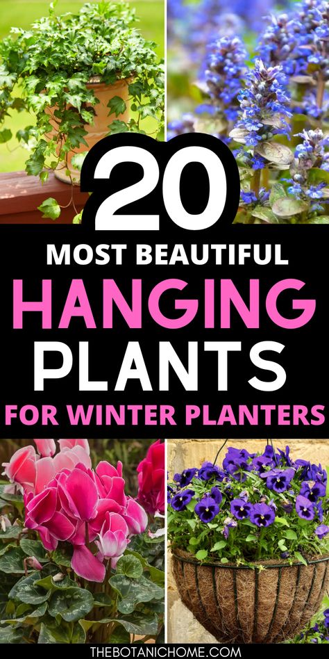 Charming winter hanging baskets filled with colorful winter pansies and lush evergreen ferns, ideal for outdoor winter gardening. Winter Hanging Basket Ideas, Winter Hanging Baskets Outdoor, Winter Planters Outdoor, Winter Plants For Pots Outdoors, Flower Planters Outdoor, Outdoor Winter Plants, Winter Potted Plants, Best Outdoor Plants, Winter Planters Front Porches