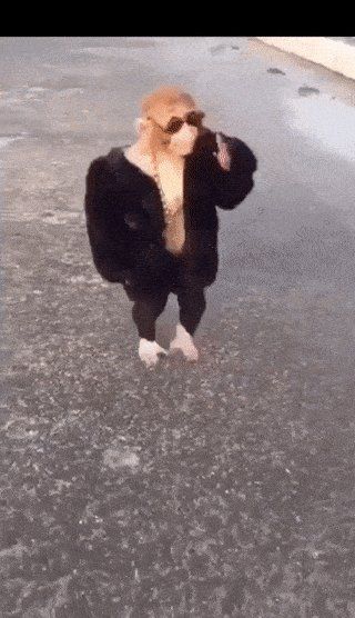 Monkey Gif, Money Cat, Animal Studies, Twisted Fate, Meme Gif, Artificial Snow, Mood Of The Day, America's Next Top Model, Good Gif