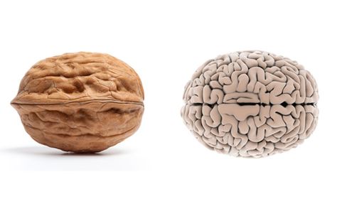 The folds and wrinkles of a walnut bring to mind another human organ: the brain. The shape of the nut even approximates the body part, looking like it has left and right hemispheres. And it's no surprise walnuts are nicknamed "brain food"—according to Lisa Avellino, dietitian for Focus28 Diet, "they have a very high content of omega-3 fatty acids, which help support brain function." Photos by iStockphoto Food Nutrition Facts, Human Body Parts, Body Organs, Brain Food, Brain Health, Healthy Living Tips, Nutrition Tips, العناية بالشعر, Nutrition Recipes