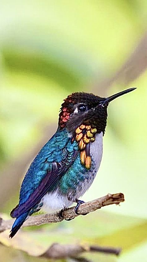 Bumblebee Hummingbird, Selasphorus heloisa Bee Hummingbird, Hummingbird Photos, Green Heron, Hummingbird Pictures, Hummingbird Art, Most Beautiful Birds, Floral Designer, Bird Pictures, Exotic Birds