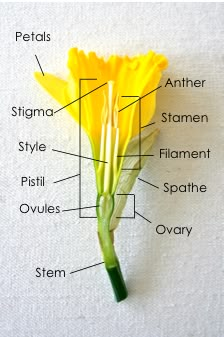 Plant Biology, Flower Parts, Biology Plants, Biology Science, Parts Of A Flower, Plant Science, Plant Identification, Science Biology, Homeschool Science