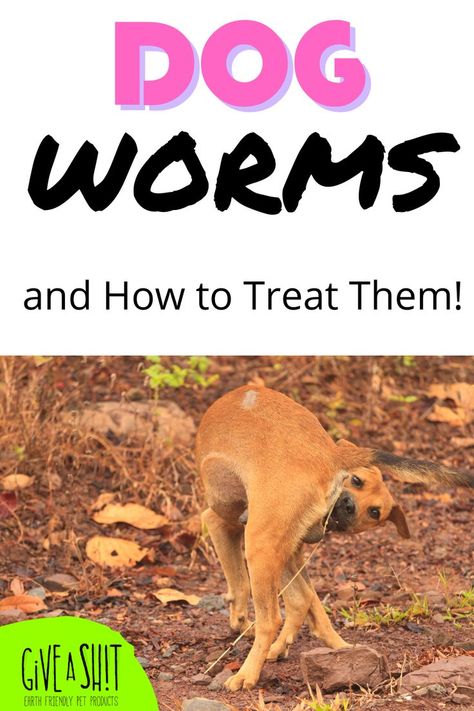 How To Get Rid Of Worms In Dogs, Heart Worms In Dogs, Hookworms In Dogs, Tapeworms In Dogs, Dog Worms, Deworming Dogs, White Worms, Worms In Dogs, Dog Hook