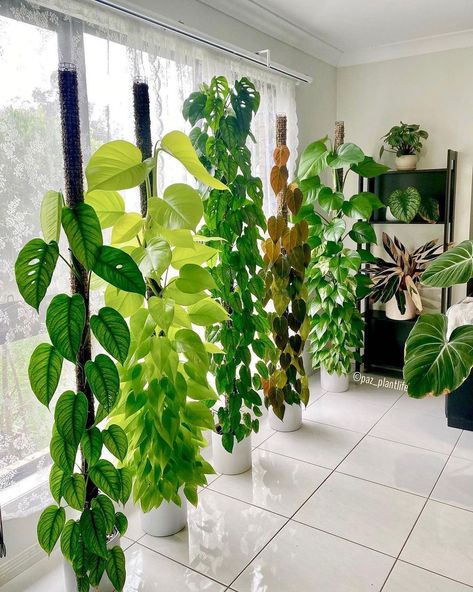 Indoor Plant Wall, Plant Goals, نباتات منزلية, Hanging Plant Wall, Hanging Plants Indoor, Best Indoor Plants, Trailing Plants, Plant Decor Indoor, House Plants Decor