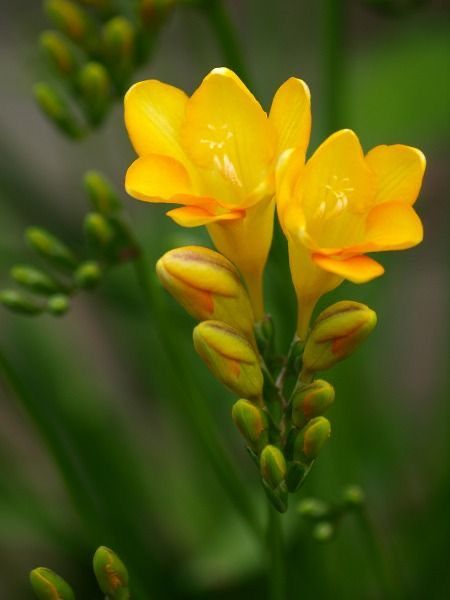 Freesia (Freesia refracta) Freesia Flowers, Paint Horse, American Paint, Garden Photography, Fragrant Flowers, Photography Beautiful, Exotic Flowers, Flower Beauty, Types Of Flowers