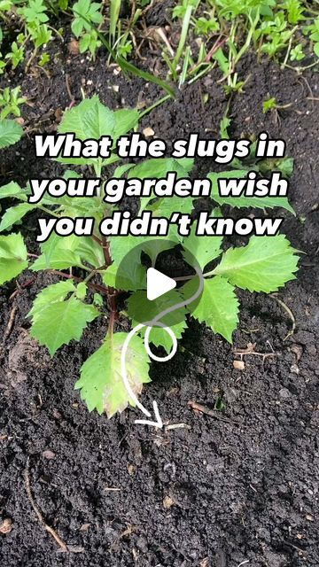 icexeco on Instagram: "Gardening tips
Feeling frustrated with slugs in your garden? 😫

I feel your pain! There’s nothing worse than planting out your beloved seedlings, nurtured for weeks in the safety of your windowsill, only to find them destroyed by slugs the next morning! 😡

But fear not, I’ve got the insider scoop on what they really hate, and how you can use this info to protect your plants:

1️⃣ **Copper:** Did you know slugs can’t stand copper? They supposedly get a tiny electric shock from it.
I’ve had really good success with copper, and I use it in multiple ways: a strip of copper tape around my raised beds, copper rings or mesh around individual plants in open ground.

2️⃣ **Sharp Barriers:** Sharp materials like crushed seashells, diatomaceous earth, or even sand can act lik Natural Slug Repellant, Slugs In Garden How To Get Rid Of, How To Stop Slugs Eating Plants, Atmosphere Slug, Slugs In Garden, Copper Tape, Diatomaceous Earth, Feeling Frustrated, Electric Shock