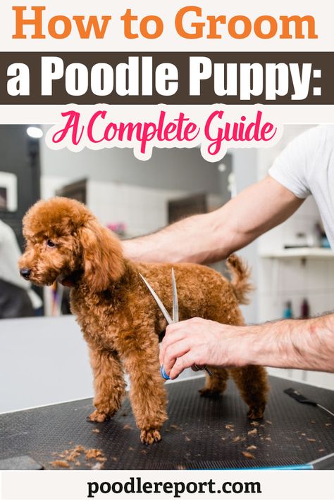 Here are some must know facts and tips about Poodle Health! Poodle Health Care, Dog Health warning signs, Dog Health tips, Dog Health remedies, Dog Health record, Dog Health care, Dog Health problems, Dog Health skin, Dog Health medical advice, senior Dog Health, Dog Healthy food, Dog Health allergies, Dog Health issues, Dog Health and wellness, Dog teeth health. dogs sharpey dog natural dewormer for dogs crazy dog lady dog life jacket shelty dogs dogs diys dog ate old dog quotes puppy stuff Poodle Sizes, Poodle Photography, Puppy Breeding, Medium Poodle, Poodle Clothes, Poodle Medium, Poodle Breeds, Poodle Costume, Poodles Standard