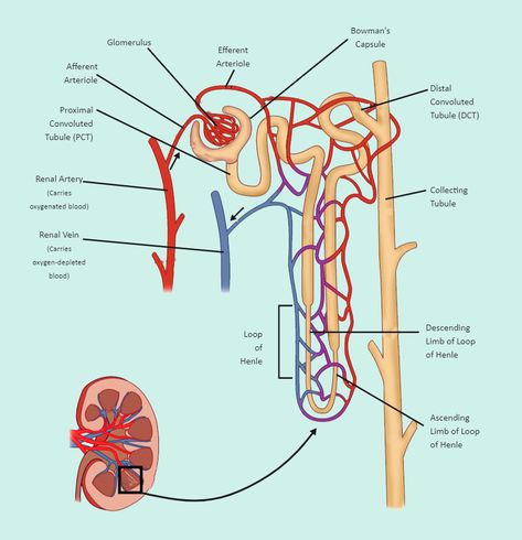 Nephron Diagram Labeled, Nephron Diagram Drawing, Nephron Diagram Class 10, Nephron Diagram Easy, Nephron Anatomy, Nephron Diagram, Renal Physiology, Loop Of Henle, Notes Nursing