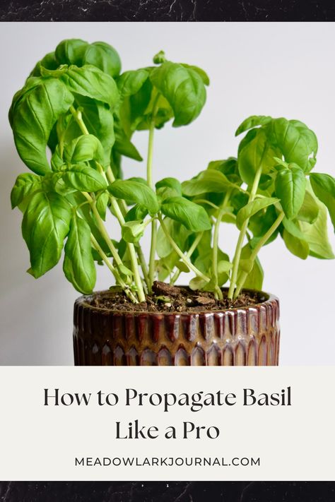 propagate basil Basil Propagation, Raised Bed Herb Garden, Propagate Basil, Plant Pairings, Benefits Of Basil, Growing Melons, Growing Oregano, Growing Radishes, Growing Thyme