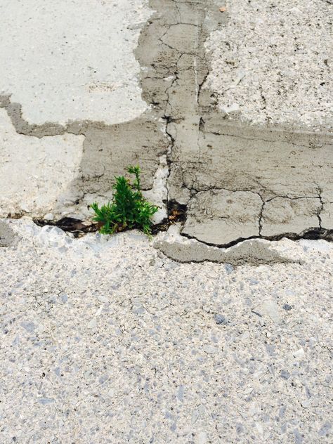 plants growing through side walk cracks make me happy Plants Growing Through Cracks, Plants Growing In Cracks, Aaron Siskind, Broken Concrete, Side Walk, Rock Photography, Plants Growing, Fashion Layout, Concrete Building