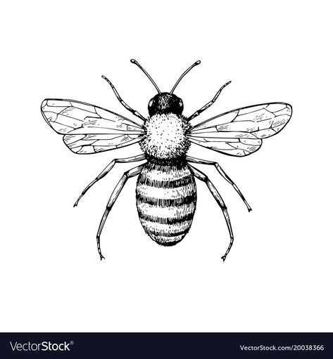 Bee Vintage, Vector Drawing, Honey Bee, Hand Drawn, Honey, Bee, Black And White, White, Black