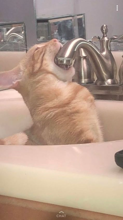 These Thirsty Cats Might Have a Drinking Problem (Funny Photos And Gifs) 웃긴 사진, Cat Aesthetic, Orange Cat, Silly Cats, Pretty Cats, Funny Animal Pictures, Cute Little Animals, My Cat, Crazy Cat Lady