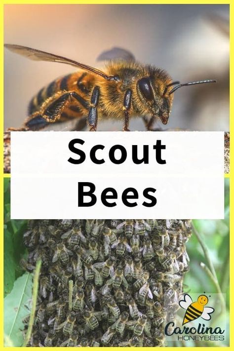 Scout bees play an important role in the life of the honey bee colony. #beekeeping #swarms #carolinahoneybees Honey Bee Swarm, Honey Bee Facts, Bee Farming, Honey Bee Garden, Bee Puns, Types Of Bees, Raising Bees, Bee Colony, Bee Swarm