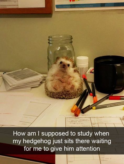 Animal Snaps Cute Animal Stories, Cute Hedgehog, Funny Animal Jokes, Animal Stories, Animal Jokes, Funny Animal Memes, Funny Animal Pictures, Cute Creatures, Animal Memes