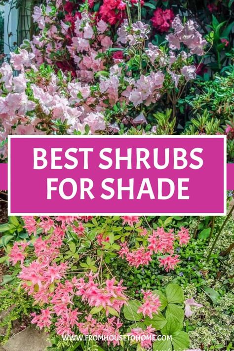 Shade Loving Shrubs: The Best Bushes To Plant Under Trees | Gardens Shade Bushes, Best Shrubs For Shade, Perennial Garden Design, Shade Loving Shrubs, Shade Landscaping, Plants Under Trees, Tall Shrubs, Shade Garden Design, Shade Shrubs