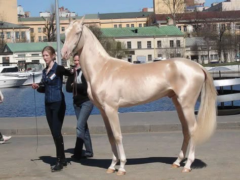 The Akhal-Teke is a horse breed from Turkmenistan. Only about 3,500 are left worldwide. Known for their speed and famous for the natural metallic shimmer of their coats.  Photographer unknown Akhal-teke, Ahal Teke, Horse Portraits, Akhal Teke Horses, Rare Horses, Akhal Teke, Most Beautiful Horses, Beautiful Horse, Horse World