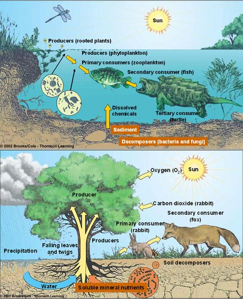 Ecosystem Diagram | You and Ecosystem are inseparable Pond Ecosystem Project, Pond Ecosystem Diagram, Ecosystem Diagram, Pond Habitat, The Necronomicon, Ecosystems Projects, Trophic Level, Diagram Template, Scientific Investigation