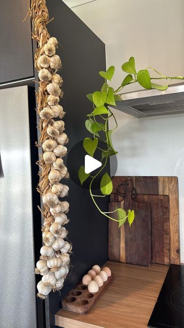 Tui Garden & Home on Instagram: "Learn how to plait your garlic harvest for storing 🧄🙌 with @alesha_tomasi’s handy video   #garlic #braids #braidgarlic #garlicharvest #growyourownveggies #growyourownfood #gardeningnz #nzgardener #garlictips #ediblegarden #kitchengarden #gardenhack #gardentip" Garlic Garland, Braiding Garlic, Hanging Garlic, Garlic Braid, Garlic Harvest, Garlic Festival, Harvesting Garlic, Urban Homestead, Urban Homesteading