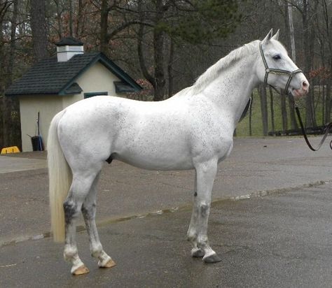 Pale Fleabitten Grey Irish Sport Horse, Horse Inspiration, Grey Horse, Thoroughbred Horse, Pets 3, Sport Horse, Draft Horses, White Horses, Horse Training