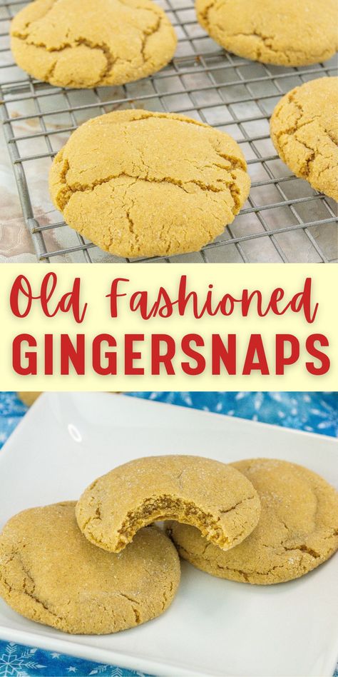 Get ready for the holidays with these classic old fashioned ginger snap cookies! Featuring a delightful blend of cinnamon, ginger, cloves, and nutmeg, these cookies offer a crispy, sugary exterior and a chewy, spiced center. Perfect for festive gatherings, these treats are not only delicious but also freeze beautifully, making them an ideal make-ahead option. Bake a batch early and have them ready for any holiday party or cozy get-together. Classic Old Fashioned, Cocoa Cookies, 5 Ingredient Recipes, Cookie Spread, Ginger Snap Cookies, Ginger Snap, Honey Tea, Homemade Hot Chocolate, Jersey Girl