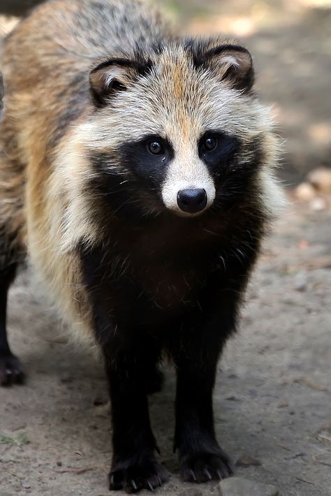 Marderhund by Lichtspielereien Japanese Raccoon Dog, Climbing Trees, Raccoon Dog, Climb Trees, Unusual Animals, Rare Animals, Wild Dogs, Racoon, Hyena