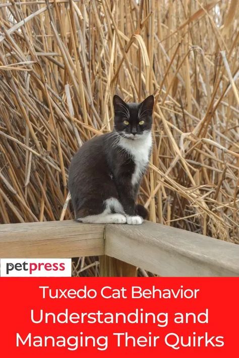 Explore the fascinating world of tuxedo cat behavior. Learn about their unique personalities and how to manage their charming quirks! #tuxedocatbehavior #tuxedocats #cats Tuxedo Cat With Mustache, Tuxedo Cat Poster, Tuxedo Cat Facts, Tuxedo Cat Photography, Raising Kittens, Cats Tuxedo, Cat Personalities, Funny Cat Photos, Tuxedo Cat