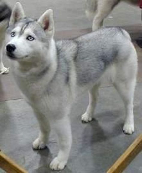 Siberian with a silver coat. White Siberian Husky, Pretty Dog, Alaskan Husky, Cute Husky, Husky Lover, Siberian Husky Dog, My Husky, Husky Mix, Australian Shepherds