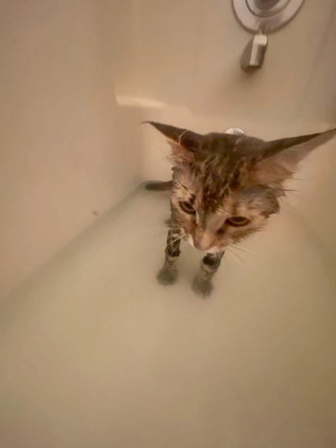 Soggy Cat in bathtub funny cat photo cute cat photo cat photos cat memes wet cat Soggy Cat, Cat In Bathtub, Ugly Cat, Photo Cat, Funny Cat Photos, Cat Meow, Photo Cute, Wet Cat, Cat Photos