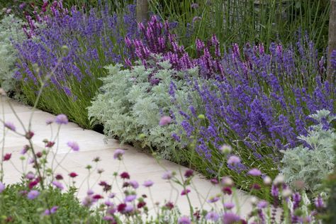 Garden Border Plants, Garden Solutions, Gravel Garden, Best Plants, Border Plants, Garden Shrubs, Lavender Plant, Ground Cover Plants, Garden Borders