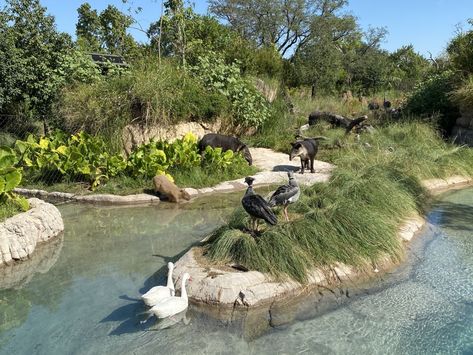 What to See and Do at the Houston Zoo | Houstonia Magazine Jaguar Habitat, Humboldt Penguin, Hermann Park, Zoo Architecture, Houston Zoo, Night Hiking, Save Wildlife, Close Encounters, Rare Animals