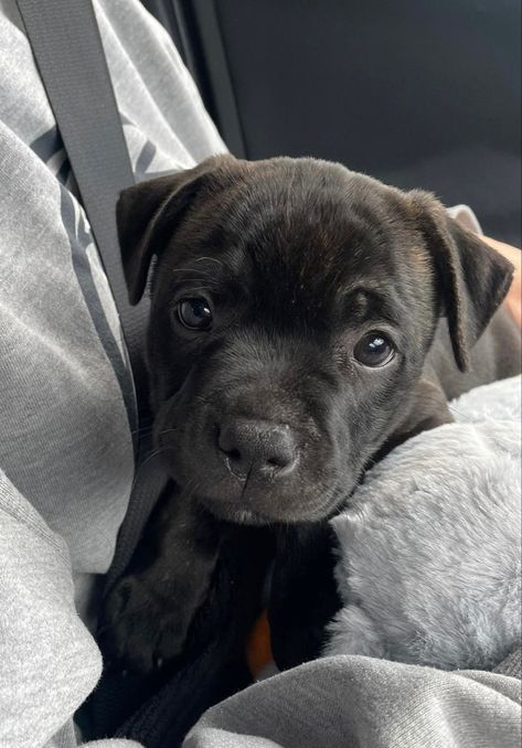 Black Staffy Puppy, Black Pitbull Puppy, Pittbulls Dogs, All Black Pitbull, Black Staffy, Black Pitbull Puppies, Staffie Puppies, White Pitbull Puppies, Staffy Pups