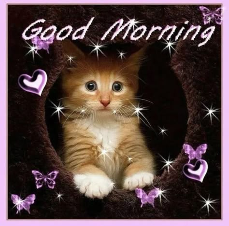 Good Morning Kitty, Monday Cat, Good Morning Cat, Good Morning Smiley, Morning Cat, Kitten Images, Funny Cat Photos, Morning Pics, Slaap Lekker