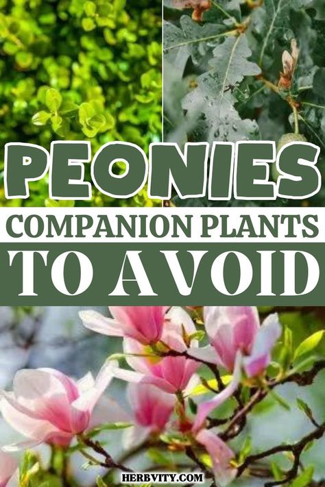 Companion Gardening, Garden Companion Planting, Planting Peonies, Growing Peonies, Companion Plants, Shade Flowers, Planting Hydrangeas, Garden Help, Peonies Garden