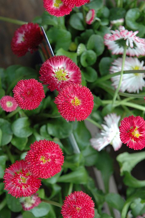 Click to view a full-size photo of Bellisima Red English Daisy (Bellis perennis 'Bellissima Red') at Canyon Creek Nursery English Daisies, English Daisy, Billings Montana, Full Size Photo, Outdoor Pots, Woodland Garden, Bedding Plants, Button Flowers, Container Plants