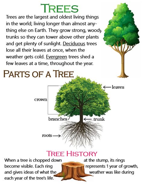 Trees (Parts of a Tree & Tree History) ~ Anchor Chart * Jungle Academy Parts Of A Tree, Substitute Teacher Tips, Science Homeschool, 10 Sentences, Biological Science, Types Of Forests, Earth Science Lessons, Types Of Trees, Importance Of Trees