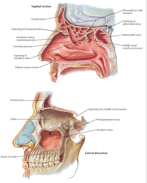 #anatomy Sinuses Anatomy, Paranasal Sinuses, Maxillary Sinus, Congratulations Images, Pre Med, Human Anatomy, Head And Neck, Study Tips, Anatomy