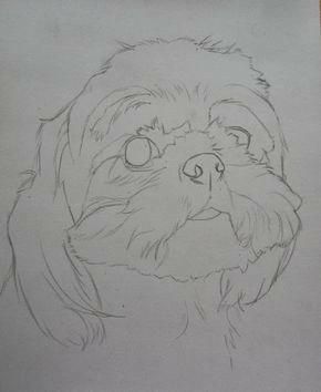 Dog Pencil Drawings Step By Step, Shih Tzu Art, Perro Shih Tzu, Animal Painter, Chien Shih Tzu, Puppy Drawing, Pets Drawing, 강아지 그림, Shih Tzu Dog