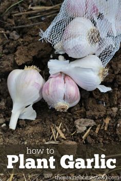 How to Plant Garlic When To Harvest Garlic, When To Plant Garlic, How To Plant Garlic, Seasonal Gardening, Homestead Diy, Plant Garlic, Crop Ideas, Homesteading Life, Prairie Homestead